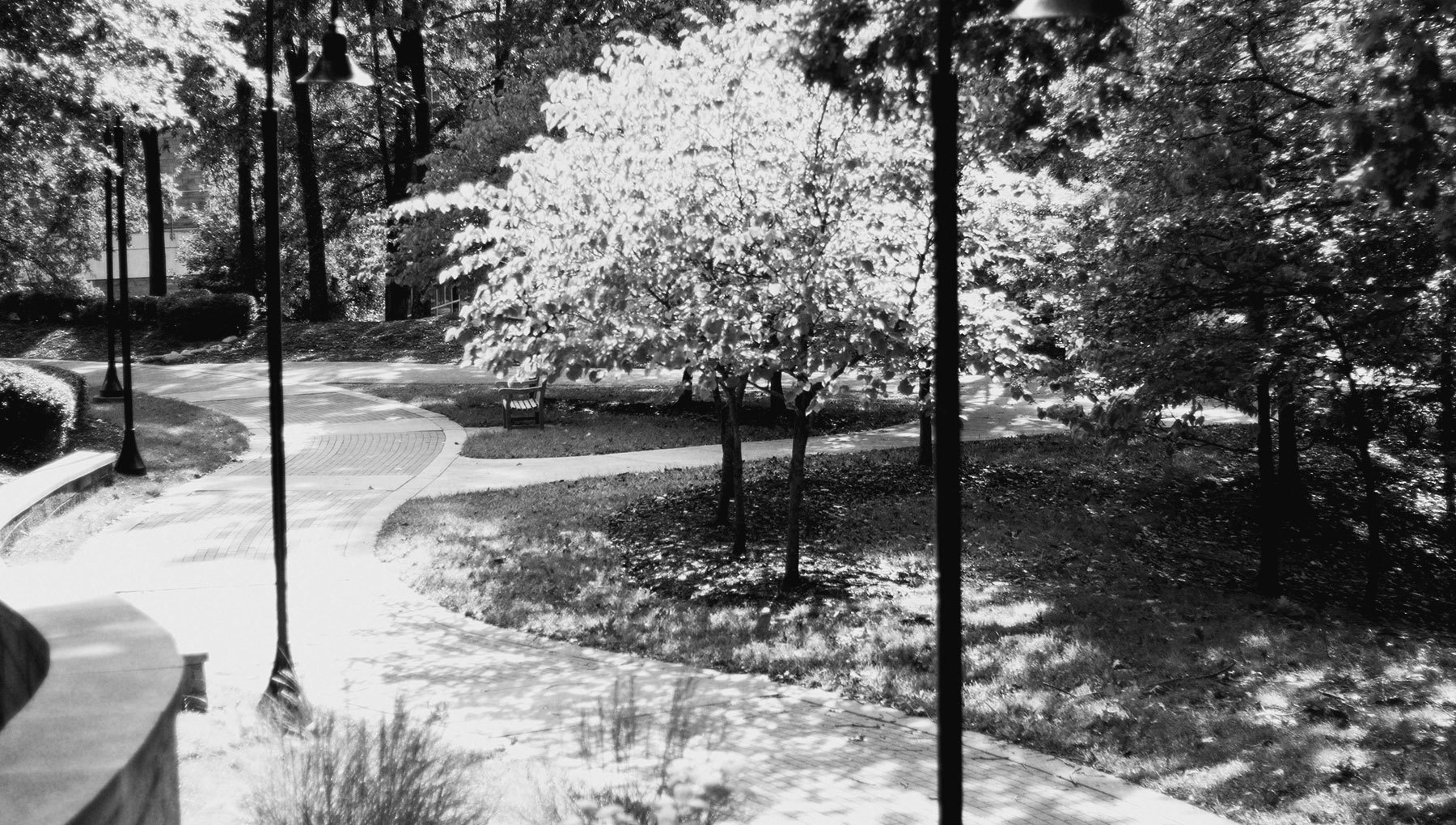 Uncsa Trees